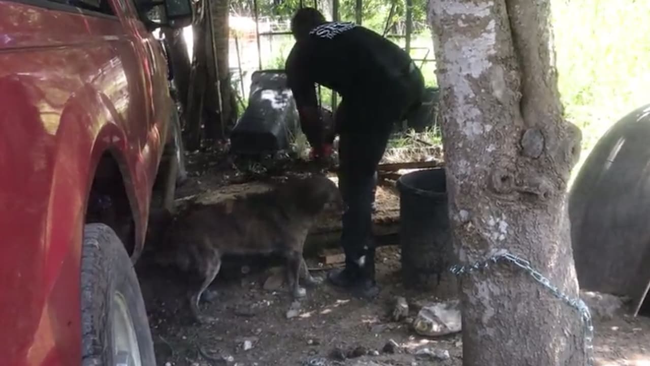 También encontraron a cuatro gatos en la propiedad localizada a unas 50 millas al oeste de
<b><a href="https://www.univision.com/local/houston-kxln/">Houston. </a></b>