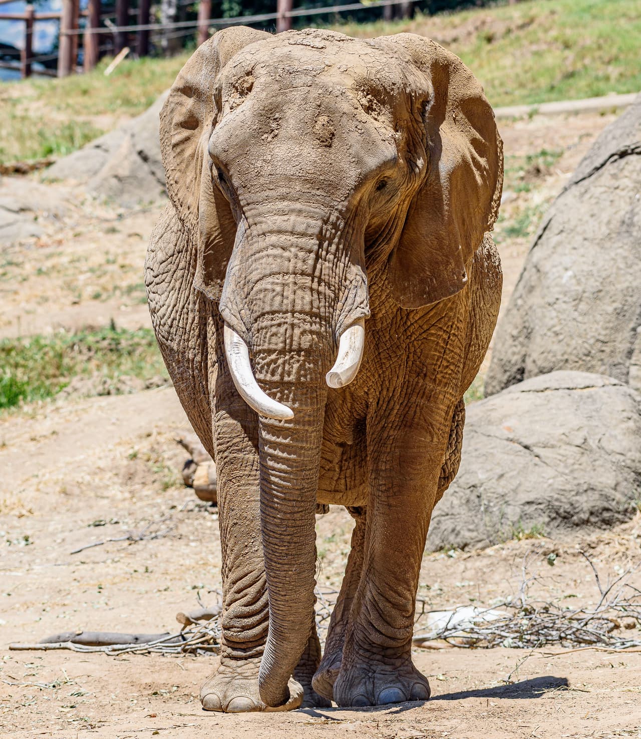 Ella era uno de los cuatro elefantes que había actualmente en el zoológico. M'Dunda vivió por muchos años, sobrepasando lo que vive un elefante africano en cautiverio, que según el zoológico es de 17 años. En libertad, la esperanza de vida de un elefante africano es de 56 años. M'Dunda era el tercer elefante más viejo en cautiverio en una instalación de la Asociación de Zoológicos y Acuarios en los Estados Unidos