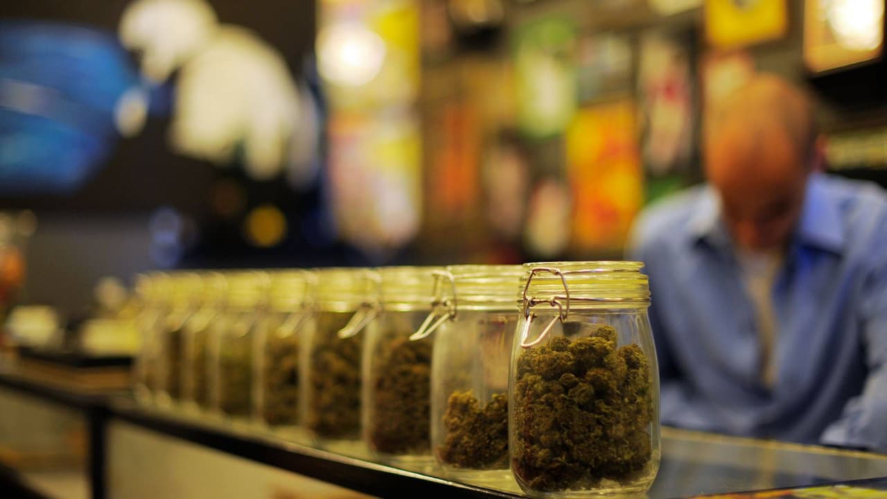 Piden revisar la categoría de la marihuana: buscan facilitar su uso medicinal