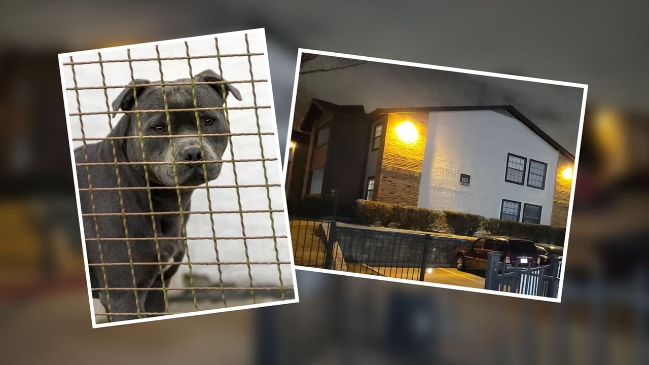 Un niño de 5 años está en condición crítica tras ser atacado por un perro en North Dallas