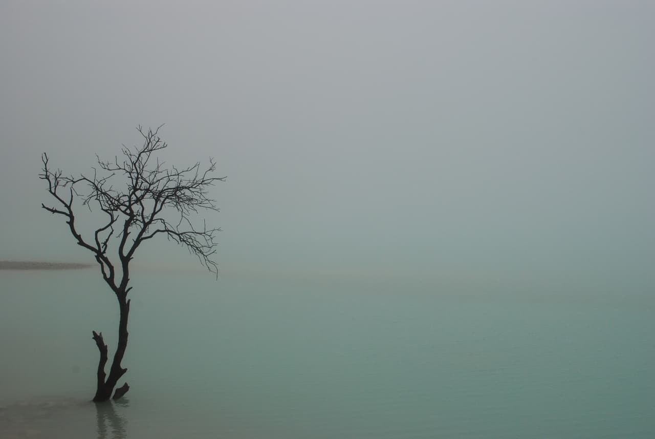<b>Foto destacada.</b> Las plantas pueden crecer cerca de Kawah putih, un lago en un cráter de azufre en Java, Indonesia. Pero como este árbol, no pueden crecer en el agua.
<br> 
<br>