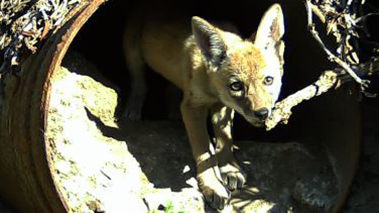 <b>12. </b>El mayor peligro es cuando los perros u otras mascotas se acercan a su guarida.