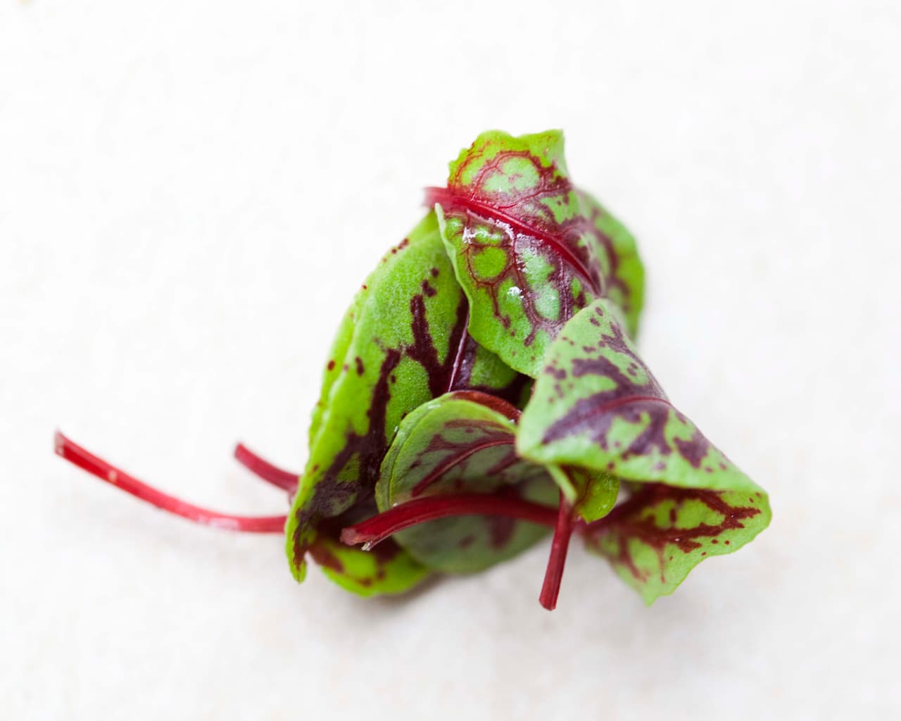 Acedera: se consume en ensaladas, purés y salsas. Se considera una flor diurética que aporta fibra y vitamina C. En países europeos es común encontrar la sopa de acedera.