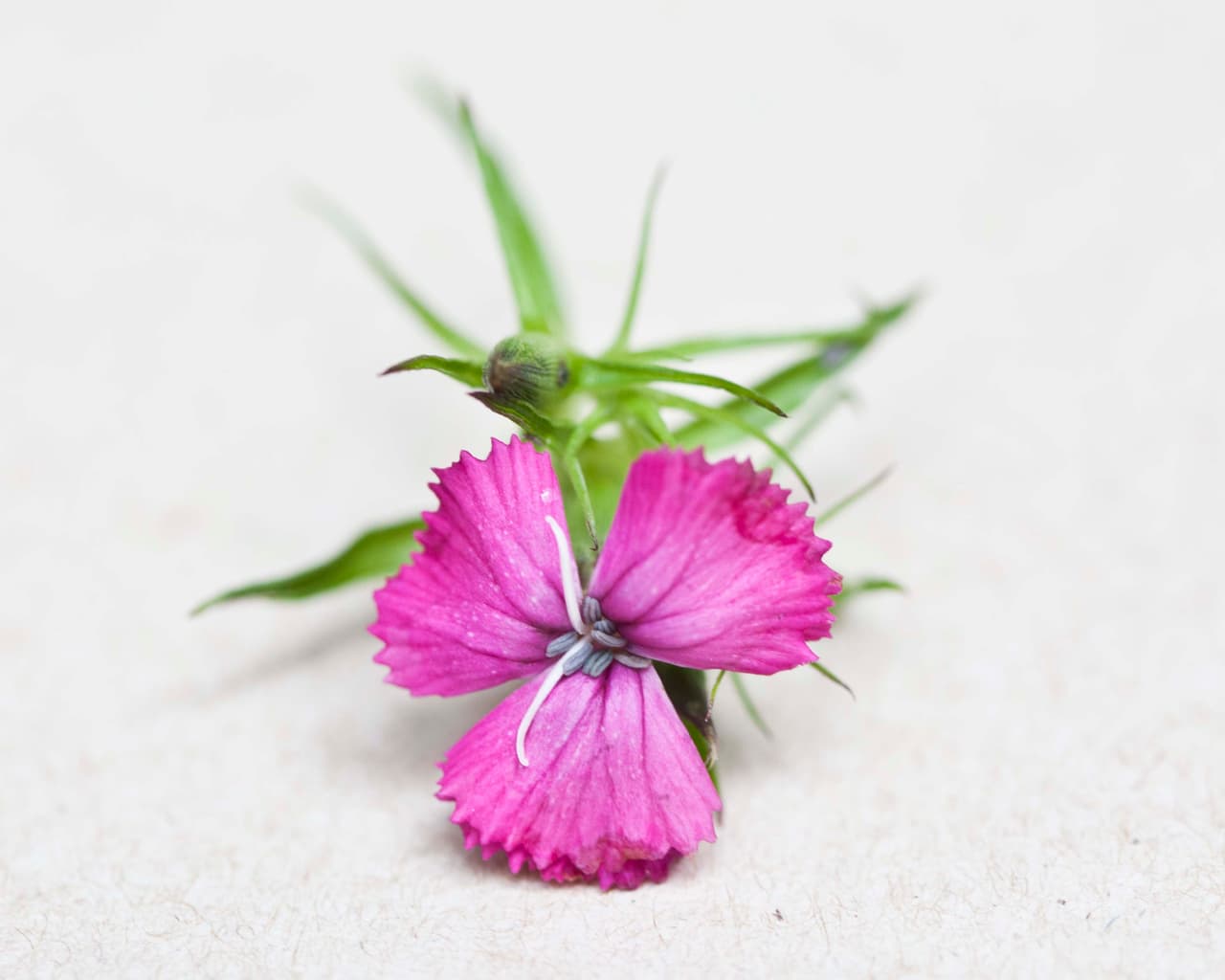 Clavelina: con sabor a especias y pimienta, se usa en ensaladas y cremas.