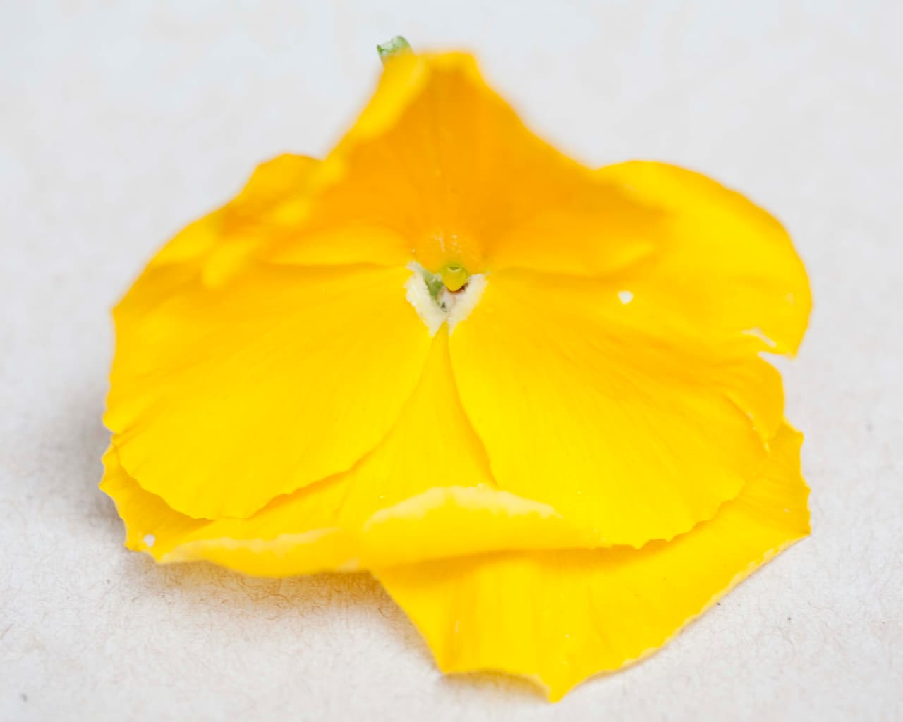 Geranio: aporta diferentes fragancias (rosa, limón, manzana, menta) a distintos platillos. Ideal para postres, pasteles, bebidas, ensaladas, agua de flores o guarniciones.