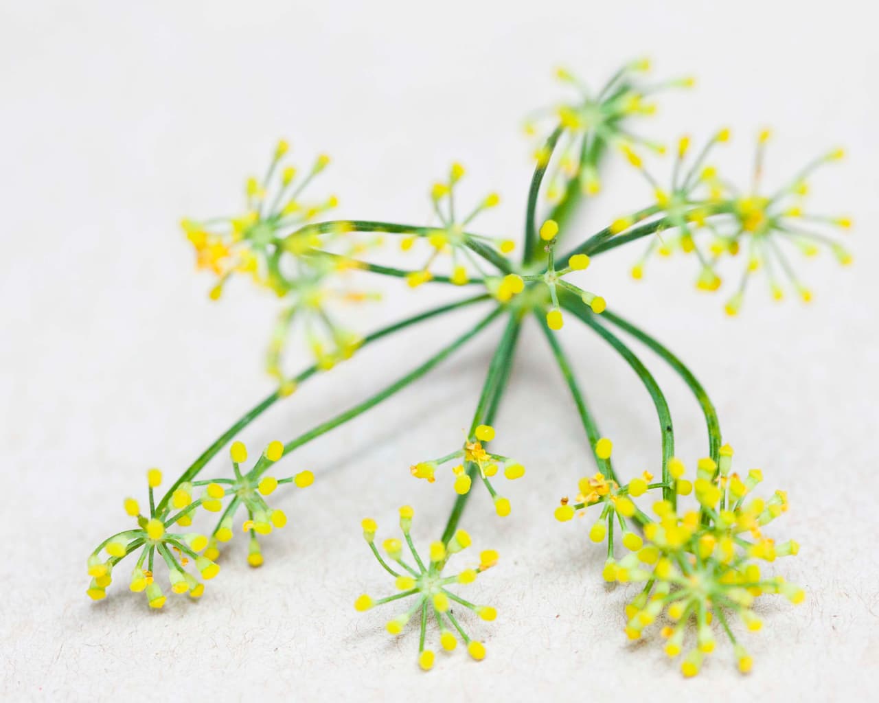 Hinojo: tiene un sabor anisado con un toque cítrico. El polen se utiliza en recetas saladas (sopas, guisos de carnes y pescados a la parrilla) o dulces (bizcochos, cremas de pastelería o helados).