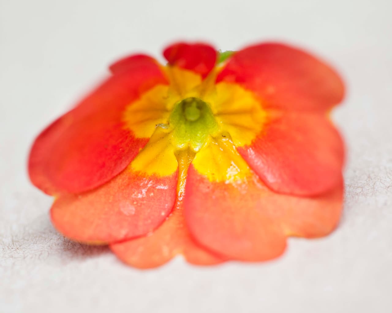 Prímula: se usa para decorar postres. En té es buena para aliviar malestares como el dolor de cabeza.