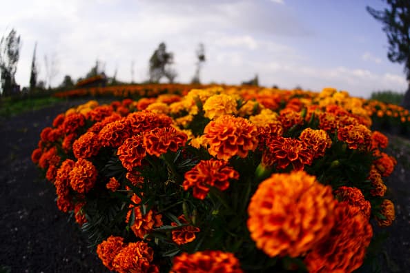En la capital mexicana uno de los principales puntos de producción de la flor de cempasúchil son los invernaderos de Xochimilco, un lugar que es famoso por la venta de diferentes tipos de plantas y las tradicionales trajineras.