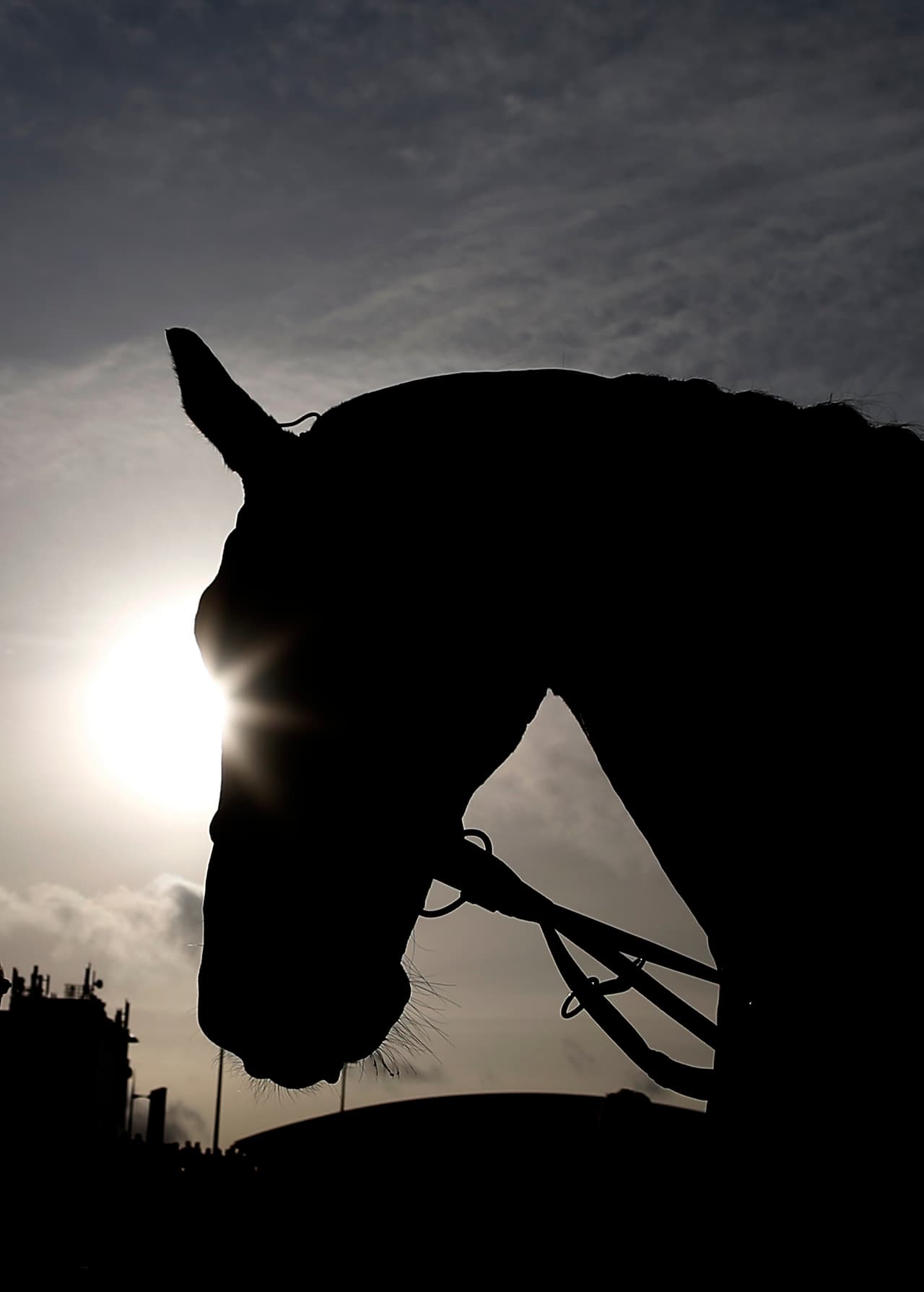 Sprinter Sacre se retira luego de seis años de competencia y con un 75 por ciento de victorias en su carrera, en un día especial en el hipódromo de Cheltenham en Inglaterra.