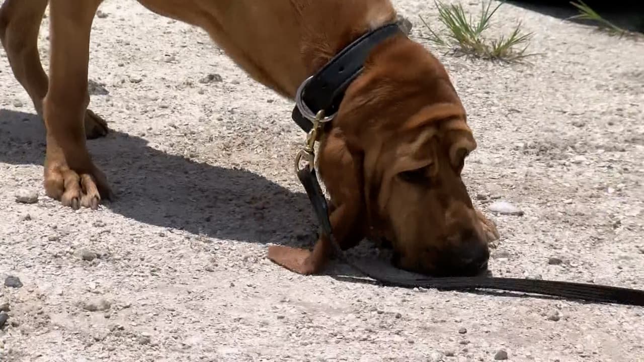 Una niña de 12 años es salvada por una perra durante la tormenta tropical Elsa