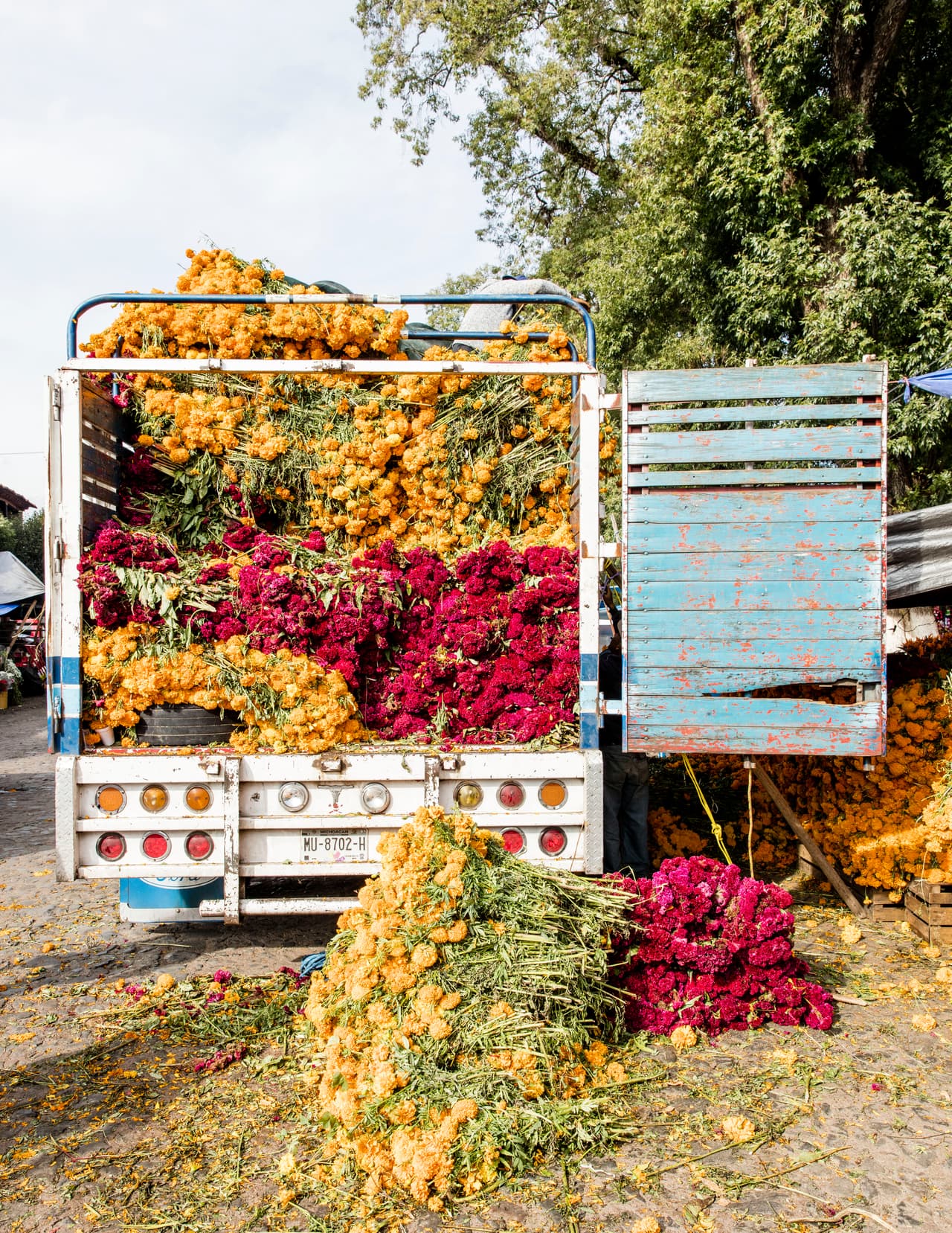 Desde la recolección de las flores de muerto.
<br>