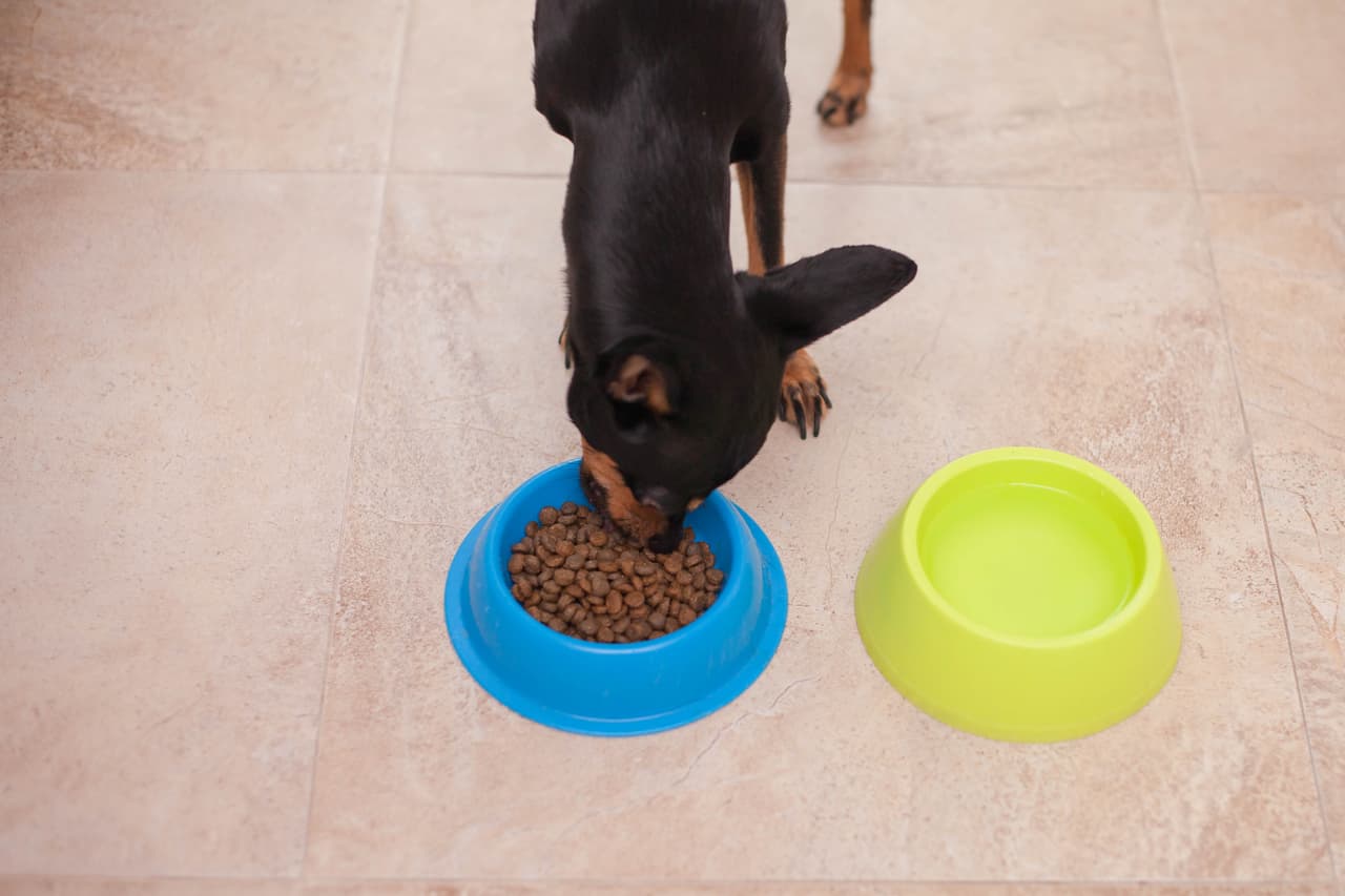 8 marcas de alimentos para perros están siendo retiradas del mercado por niveles tóxicos peligrosos