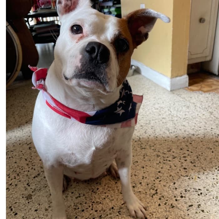 "Mi perrita se llama Luna, tiene 5 años, la adoptamos, es muy amigable, cariñosa y le gustan los niños", comenta Liliana Vega.