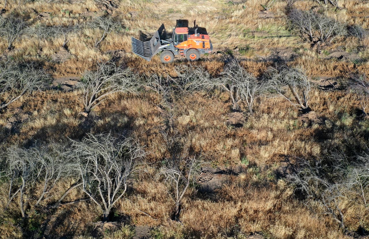 Un trabajador de Fowler Brothers Farming remueve los árboles de almendra, que requieren más agua, debido a la sequía.