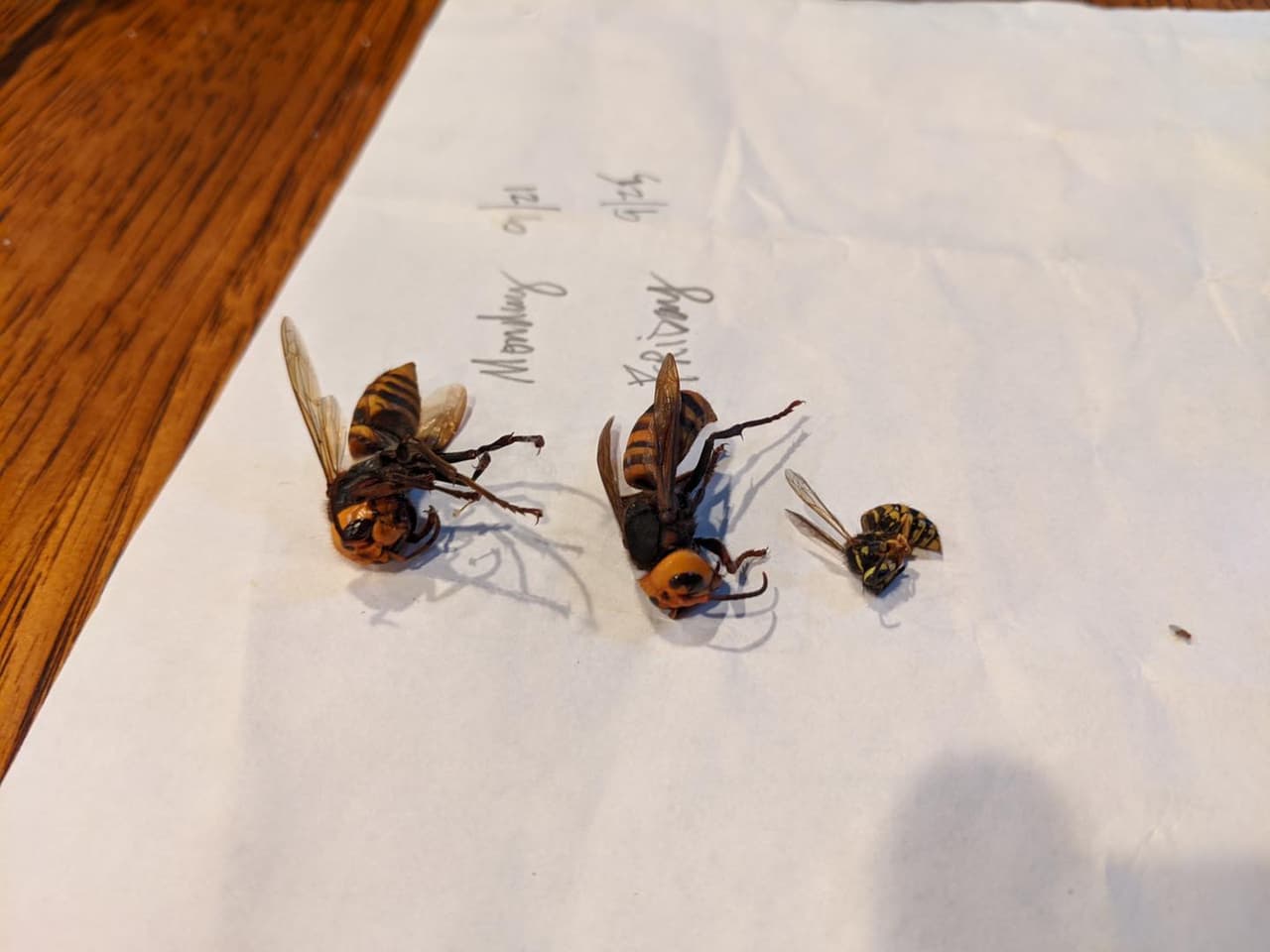 Vuelven a encontrar "avispones asesinos" asiáticos en Washington y temen que lleguen a otras zonas 