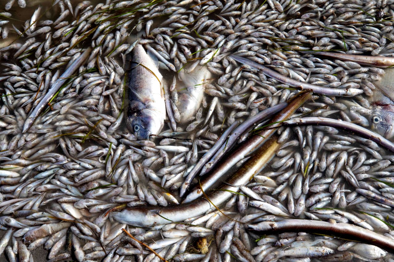 La pérdida de oxígeno oceánico está estrechamente relacionada con el calentamiento y la acidificación de los océanos causados por el aumento de dióxido de carbono (CO2), derivado a su vez de las emisiones de gases de efecto invernadero (GEI) y de la llamada fertilización de los océanos.