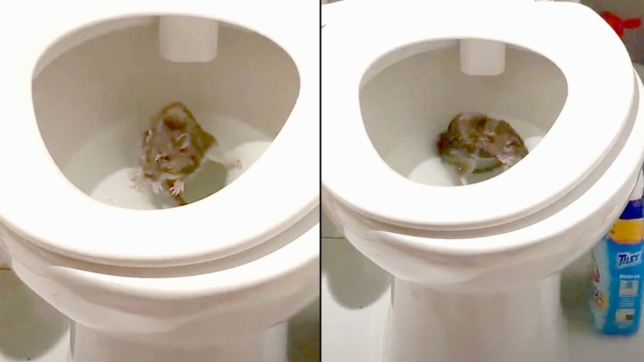 ¿Parada de emergencia? Graban a una rata en un inodoro de Nueva York y se vuelve viral