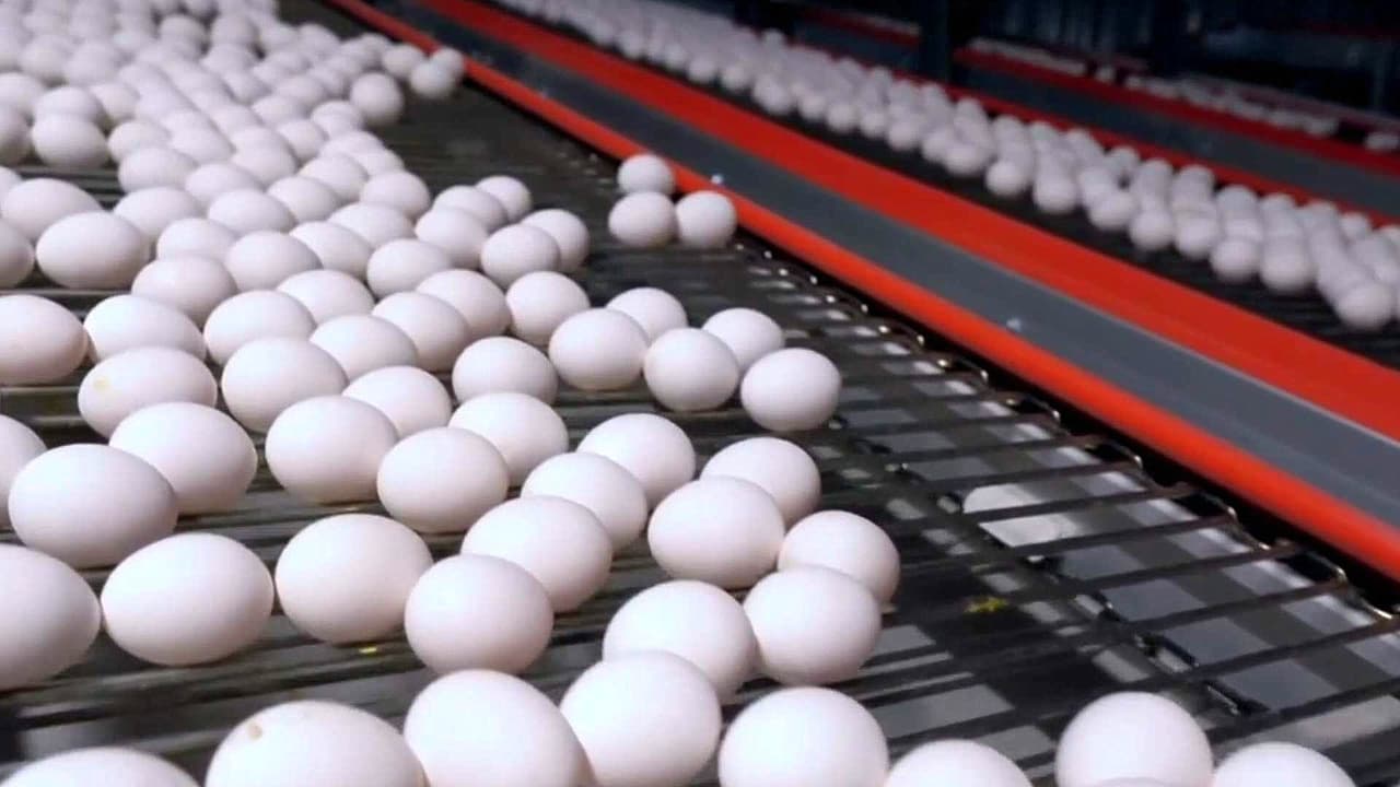 Tres productores de huevos en EEUU llegan a acuerdo con el gobierno por acusaciones de inflar los precios