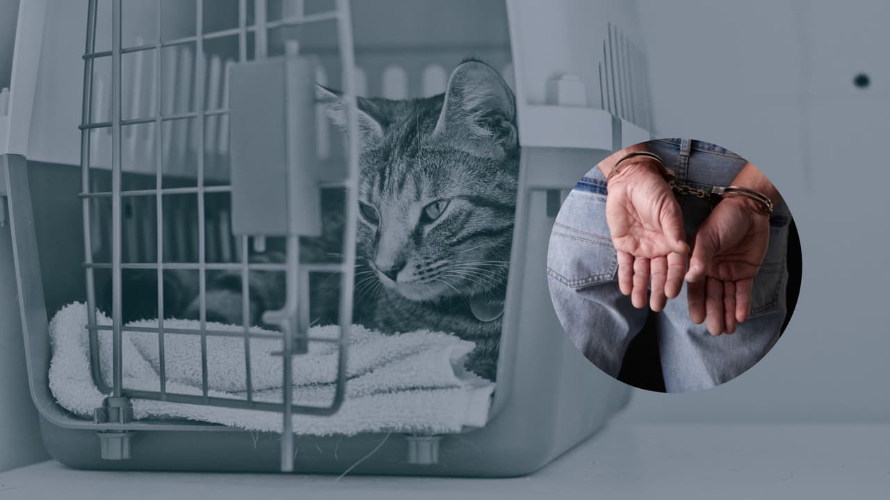Ahoga al gato de su ex novia y manda la localización del cuerpo por GPS. Enfrenta cargos por crueldad animal