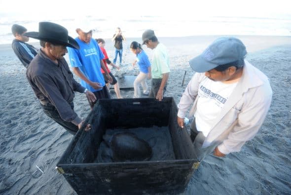 El rastreo de los quelonios se realiza mediante la cooperación de la National Oceanic and Atmospheric Administration de EU, uno de cuyos satélites recibe la señal de los transmisores de las tortugas.