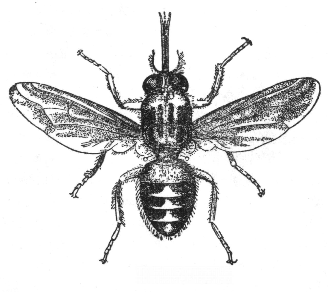 La mosca Tse Tse se alimenta de la sangre de los mamíferos y es portadora de un parásito que puede provocar muerte por parálisis.