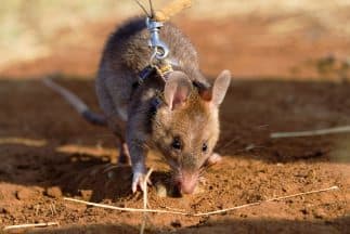 Si la población de ratas ha aumentado está en debate, pero la pandemia podría haber hecho que la situación sea más visible. Con más personas pasando tiempo al aire libre a medida que las temperaturas aumentan, ¿aumentarán aún más los avistamientos de ratas?
<br>
