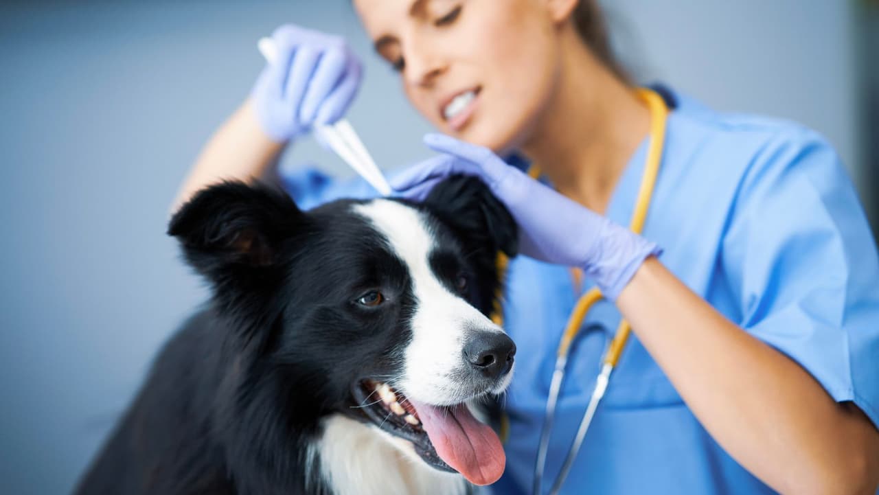 <b>Tratamientos preventivos: </b>Funcionan liberando constantemente componentes 
<b>no tóxicos</b> en el cuerpo de su perro que dificultan que las garrapatas se adhieran. Aunque el medicamento no dañará a su perro, 
<b>paraliza las garrapatas</b> al atacar su sistema nervioso.