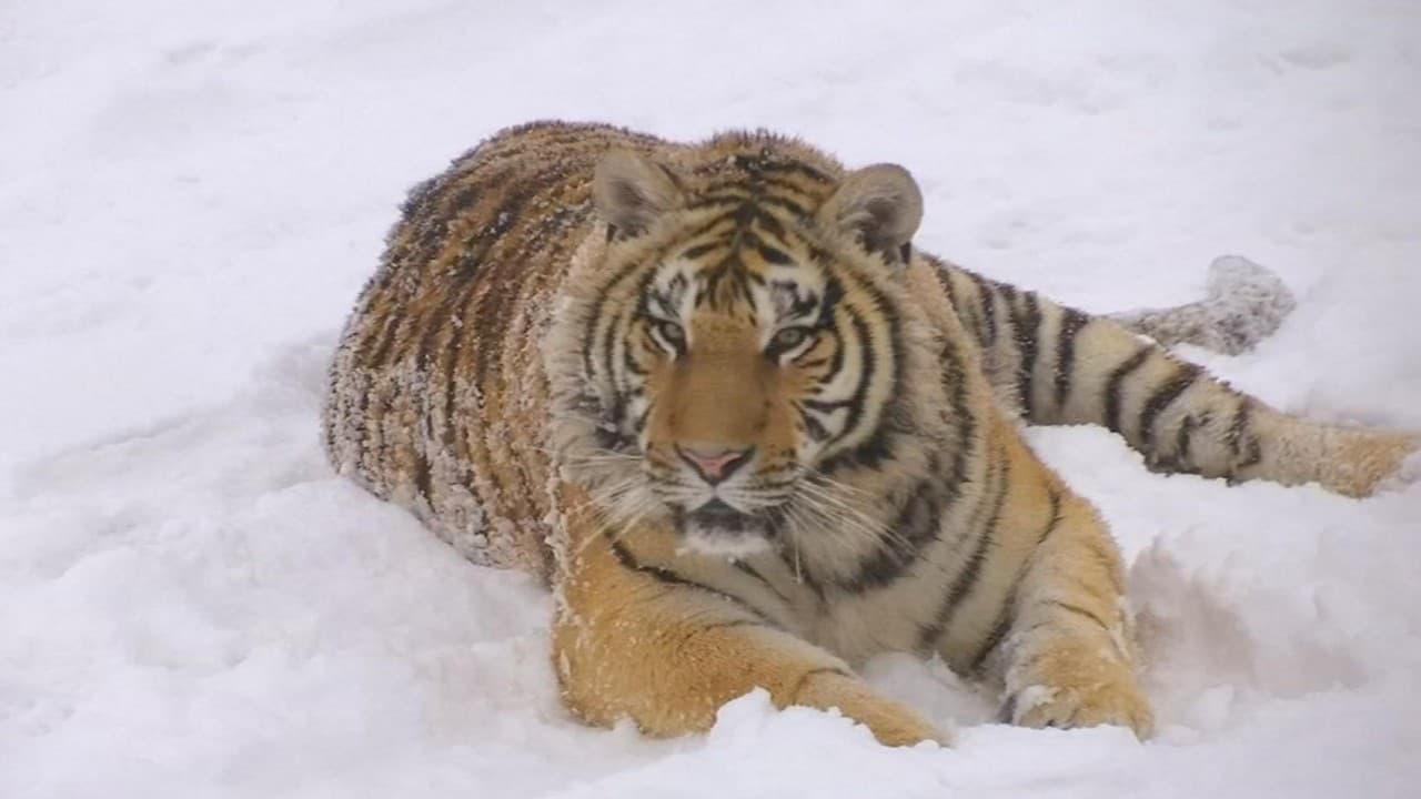 La cruel realidad detrás del video viral en el que unos tigres cazan un dron