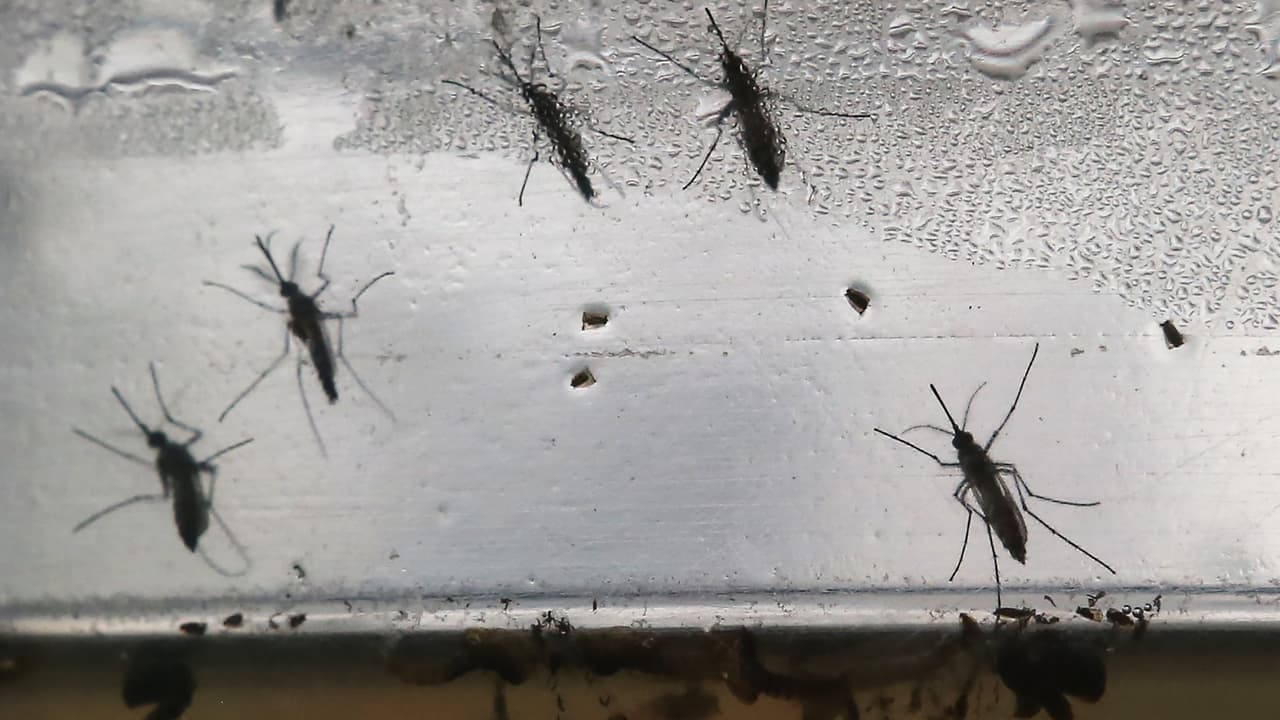 Autoridades de Pasadena encontraron mosquitos transmisores del zika