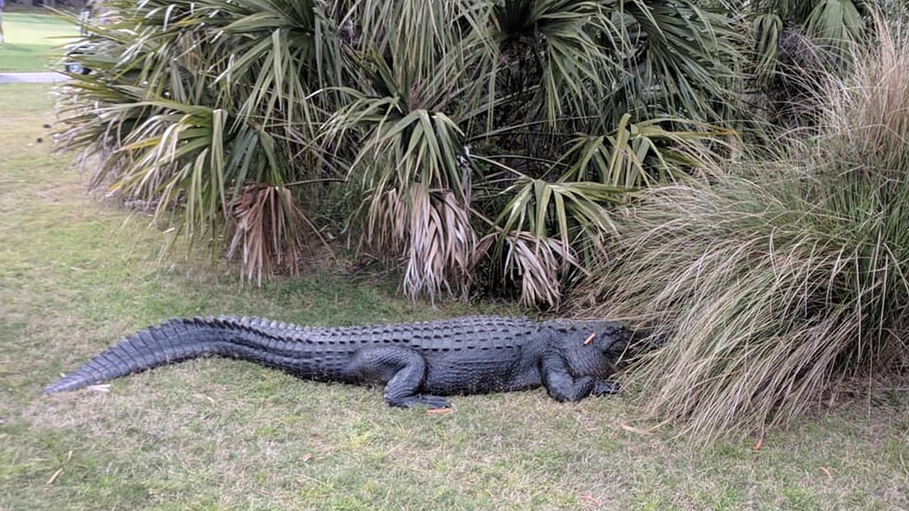 “Se hacen visibles en primavera cuando aumentan las temperaturas”, dice la Comisión de Conservación de Vida Silvestre y Pesca de Florida.