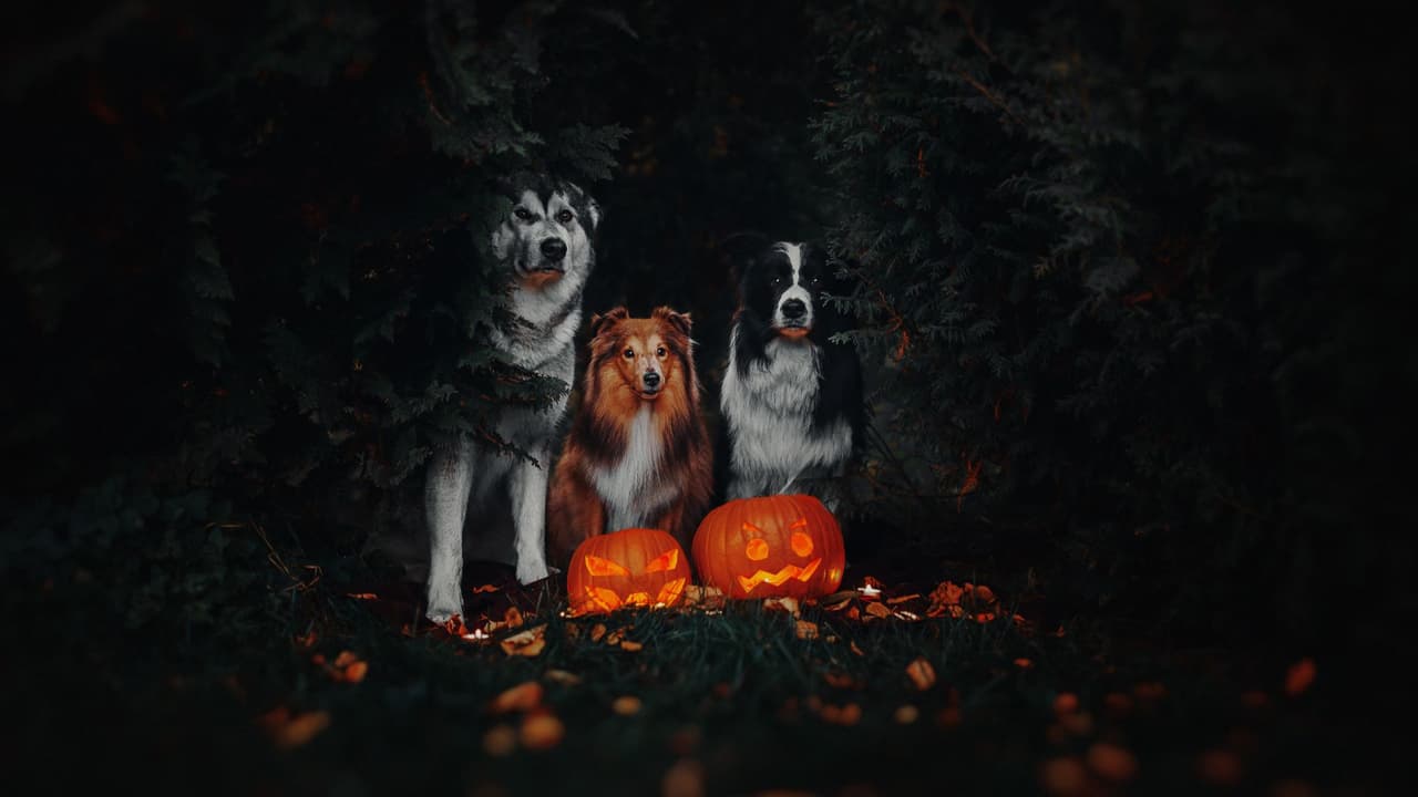 Si tienes la calabaza con una vela prendida dentro y tu perro se acerca demasiado a ella, puede quemarse. Ponlas a una altura a la que no puedan llegar.