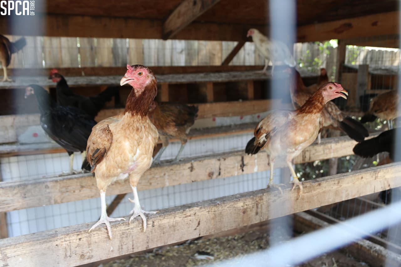 Los animales parecían estar sufriendo de varios problemas médicos, como sobrecalentamiento, deshidratación, heridas abiertas y plumas faltantes.
<br>