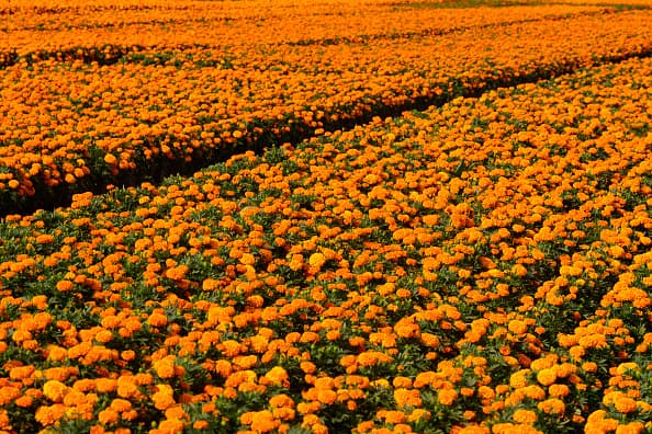 Existen 30 variedades de esta flor y su color es variante entre tonos amarillos, naranjas, blancos e incluso rojizos. Sin embargo, el tono más conocido es el naranja por su uso comercial para la tradición del Día de Muertos.