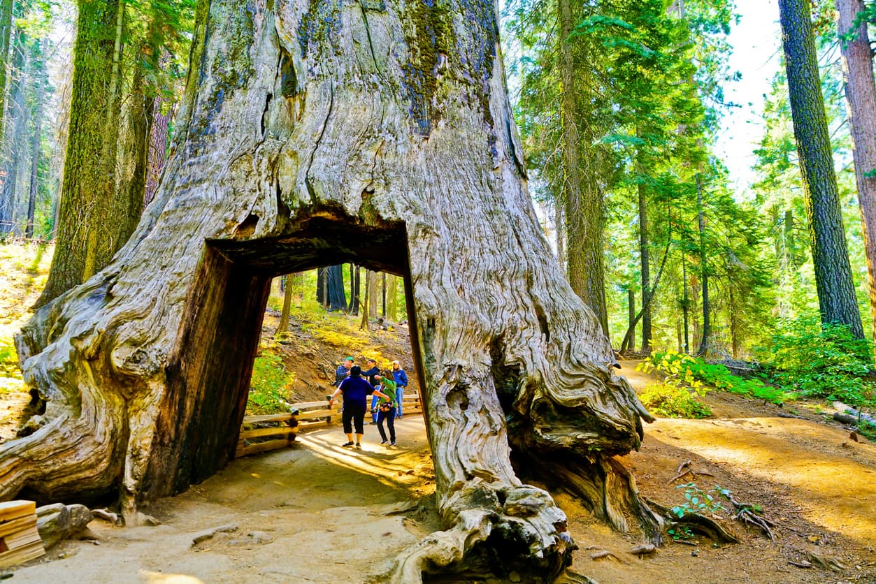 Yosemite fue nombrado Patrimonio Mundial de la Humanidad por la Unesco en 1984 y es reconocido internacionalmente por sus acantilados de granito, saltos de agua, ríos cristalinos, bosques de secuoyas gigantes y la gran diversidad biológica (cerca del 95% del área del parque está denominada "zona salvaje").