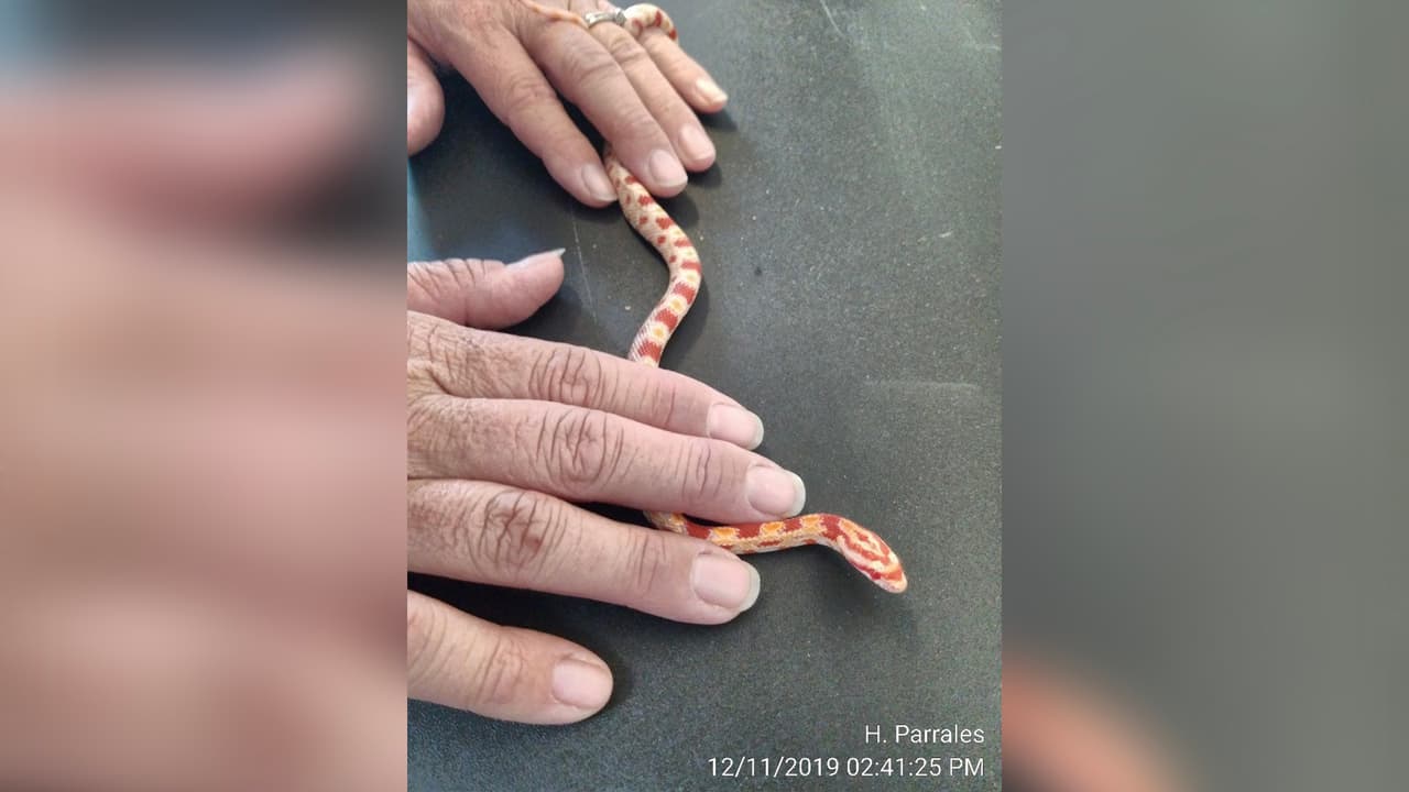 Entre los animales hallados sin vida está un camaleón y un hurón, entre otros.