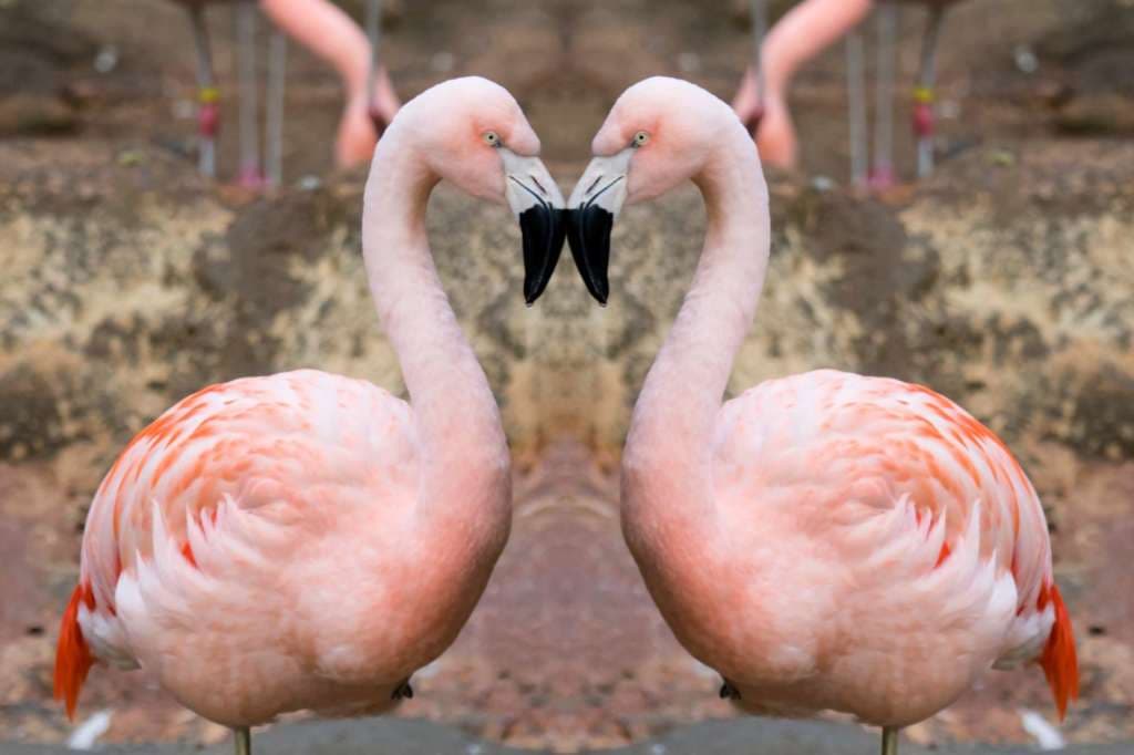 <b><a href="https://zooatlanta.org/event/wild-at-heart/?discoveratlanta">Wild at Heart Valentine’s Day Dinner (14 de febrero)</a></b>. Disfruta con una deliciosa cena buffet y luego, prepárate para disfrutar mientras el Equipo de Animales Embajadores te invita a una presentación exclusiva que han planeado solo para esta noche en el zoológico. Aprende sobre las relaciones entre los animales y los cuidadores que los aman, y conozca de cerca a algunos animales en encuentros sin contacto. Finalmente, sal a la pista de baile con tu pareja.