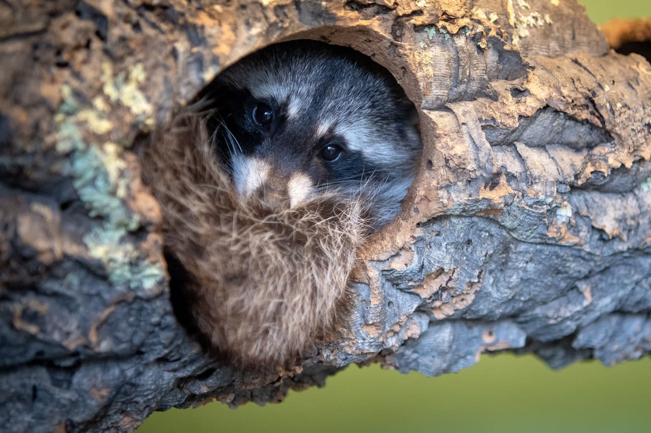 El alerta está vigente por 60 días y comprende el oeste de la I-95, del oeste al norte de la calle 9, este y sur de South Fork New River.