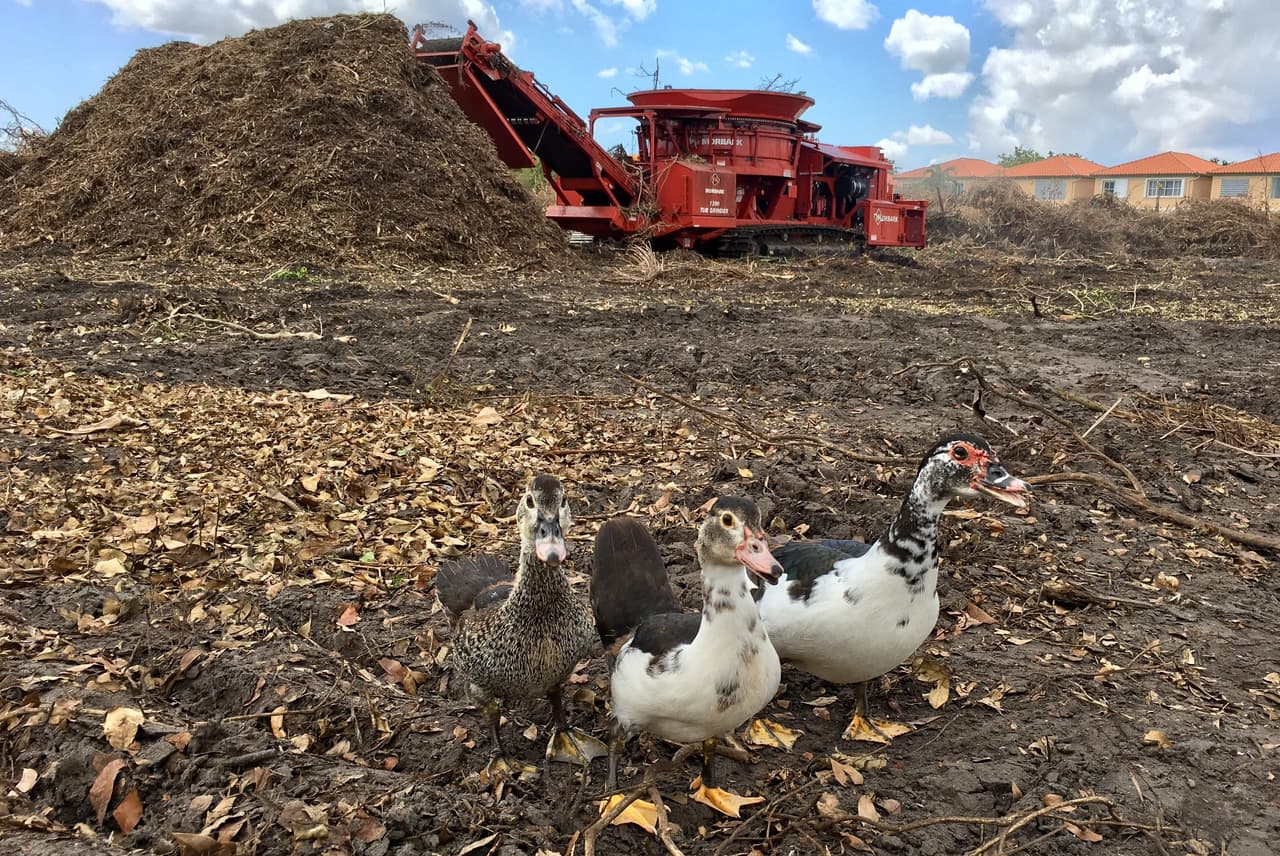 Estos patos pasean inmutados en un parque de Miami Lakes donde los desperdicios producidos por la tormenta Irma está siendo reducida por una enorme máquina trituradora. Foto: David Adams