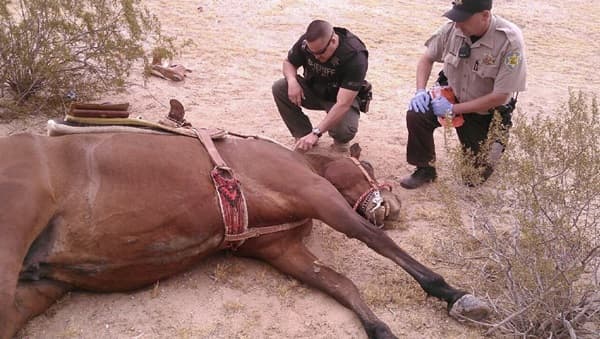 Un rayo deja un hombre herido y un caballo muerto 