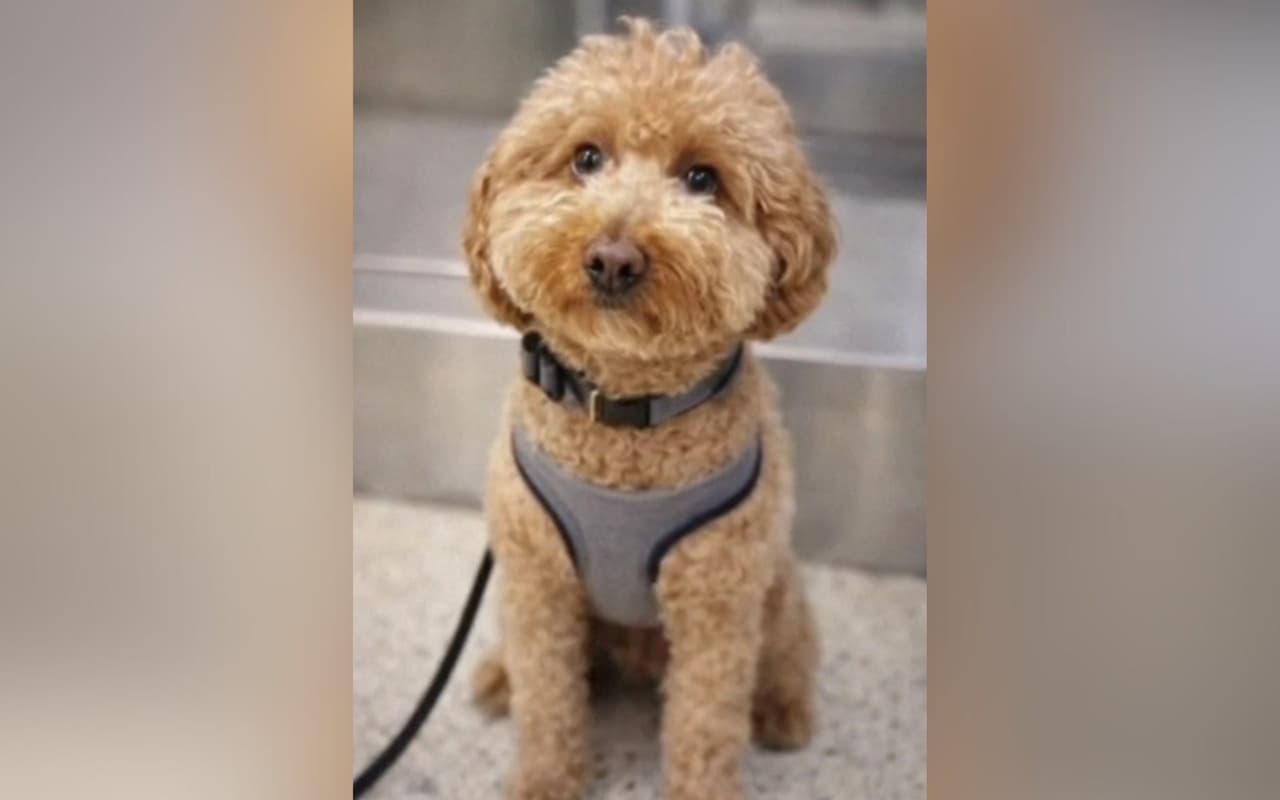 Final feliz: JetBlue, perro que fue abandonado en Aeropuerto de Las Vegas, ya tiene nueva familia