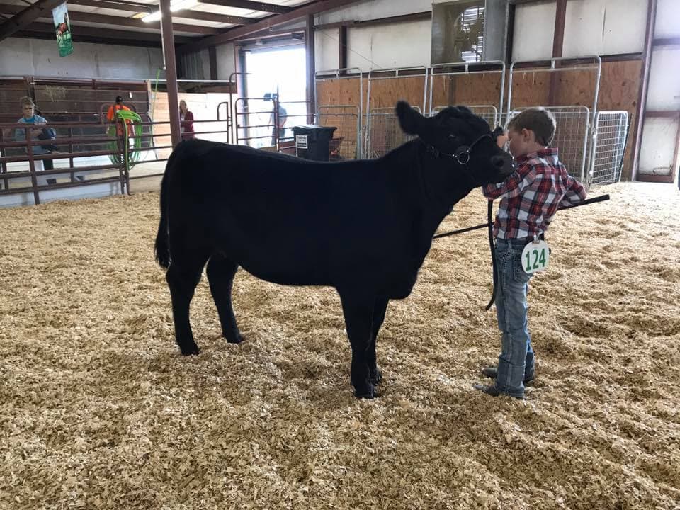 Por si fuera poco, la feria cuenta con espectáculos de ganado y exhibiciones caseras.