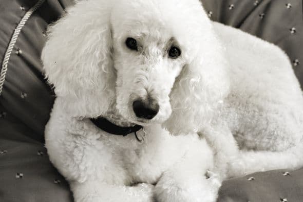 Poodle. Esta es una de las razas más populares en el mundo, de acuerdo con el portal Pawnation. Son inteligentes, amistosos, fáciles de entrenar y les sobra energía.