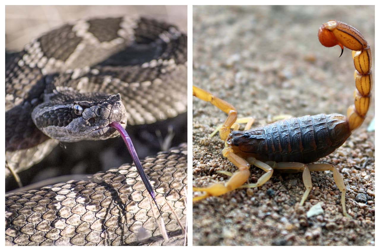 Serpientes y escorpiones pueden esconderse en tu patio durante verano