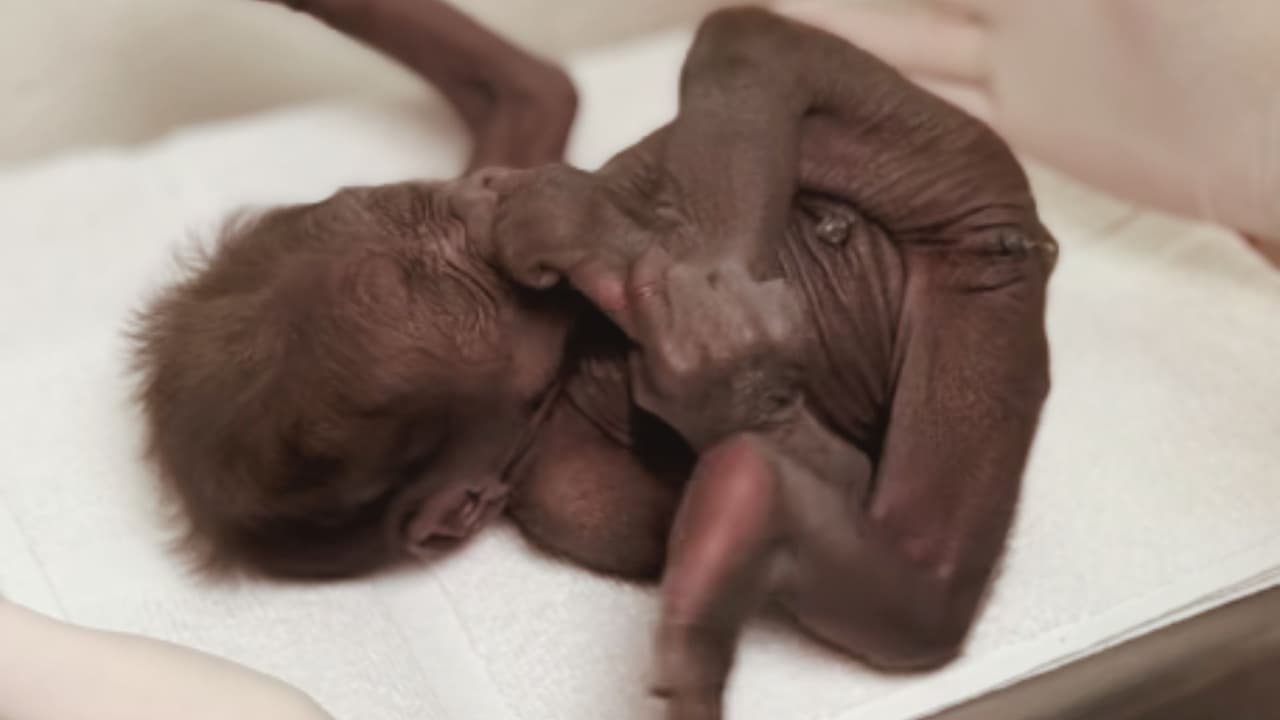 Este emotivo relato de resiliencia ha conmovido a todos aquellos que siguen de cerca la historia del zoológico. Y 
<b>aunque por ahora la bebé gorila permanece detrás de bambalinas</b>, se espera con entusiasmo más actualizaciones sobre su increíble viaje. No podemos esperar para 
<b>ver cómo esta pequeña continúa robándose nuestros corazones</b>.