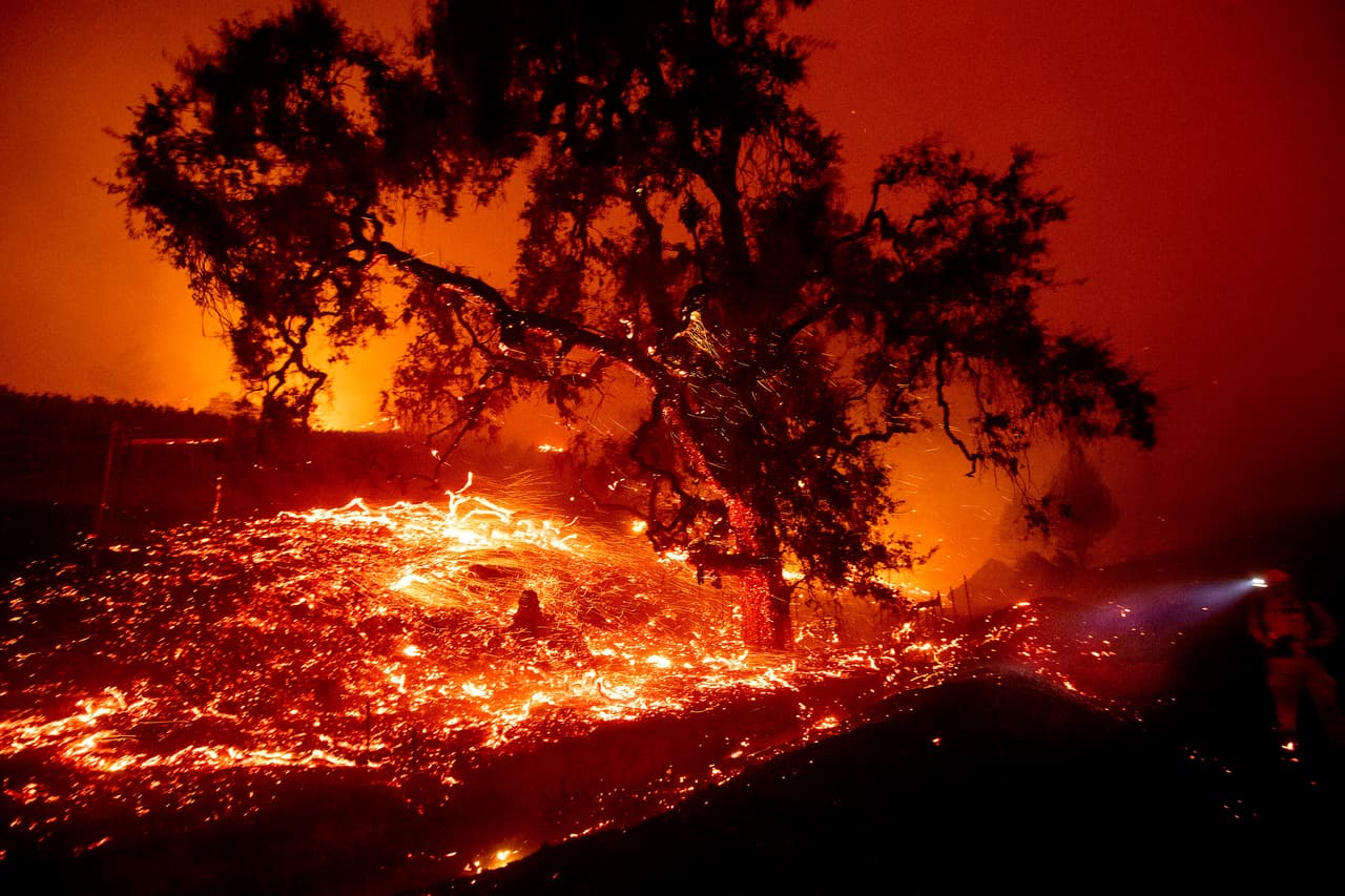 Las brasas vuelan desde un árbol durante un incendio forestal avivado por los fuertes vientos cerca de Geyserville, California,