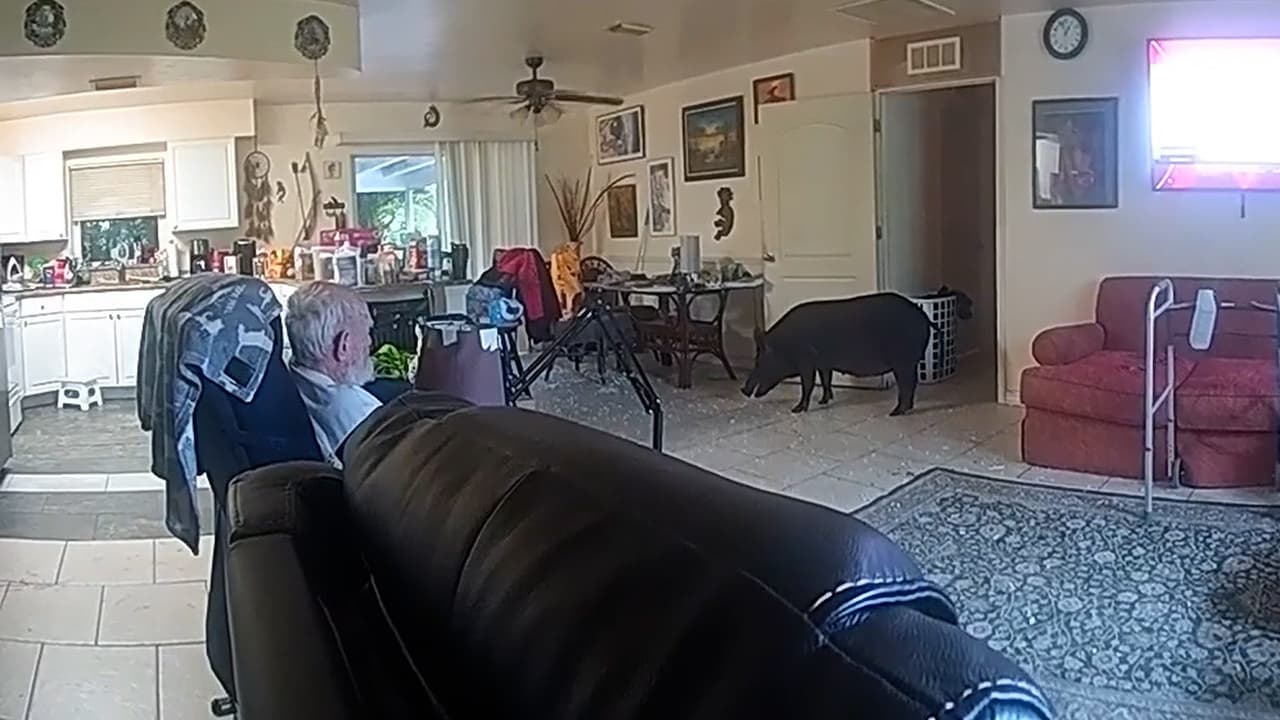 Jabalí irrumpe en la casa de un hombre de 82 años en Florida