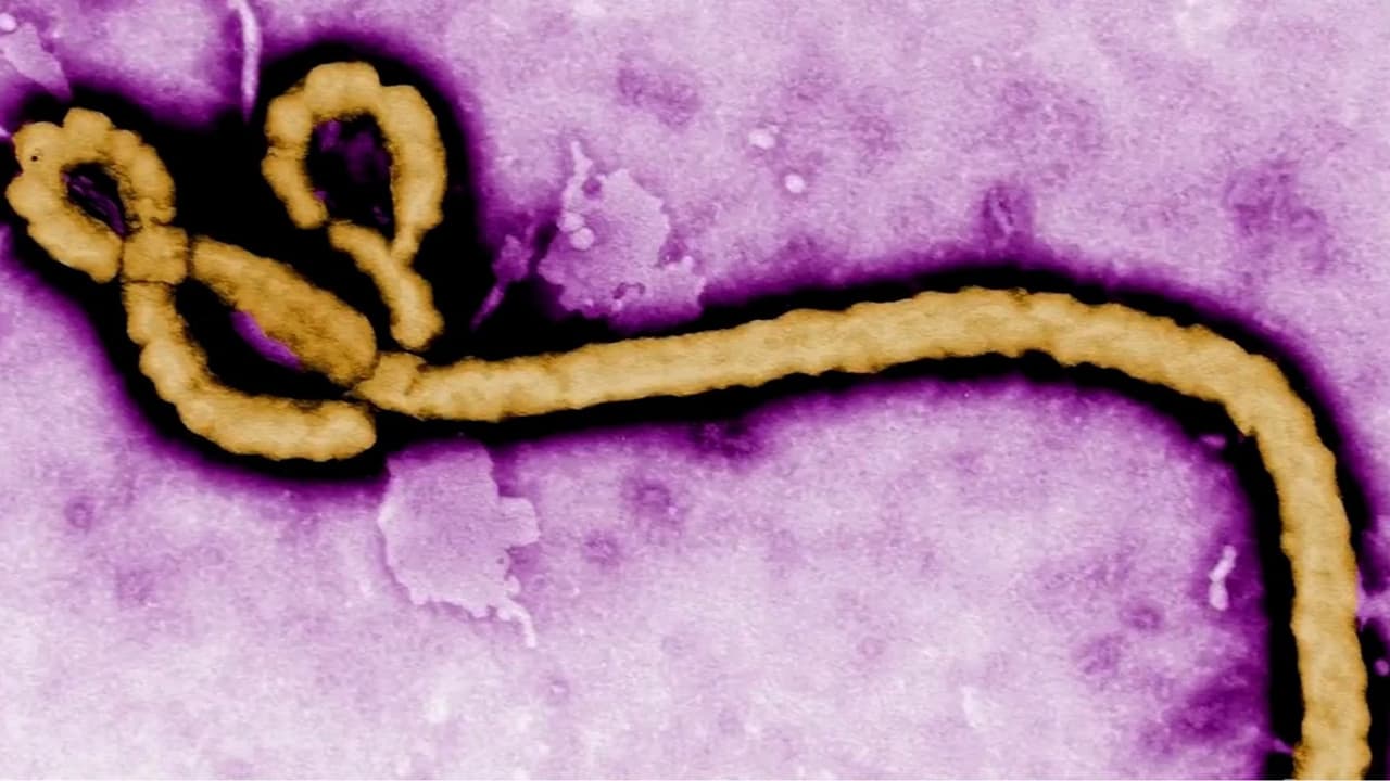 Segundo brote de ébola en Congo preocupa por cepa sin vacuna aprobada