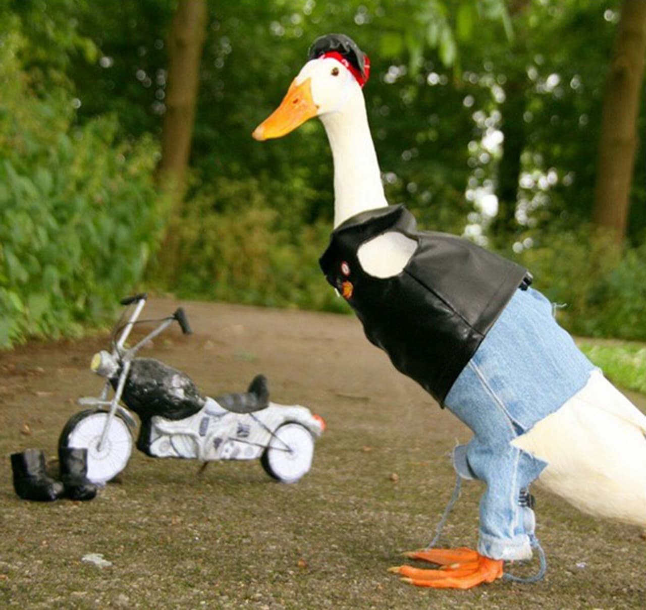 Guss vive con su humana, Sam, quien lo consiente en todo.