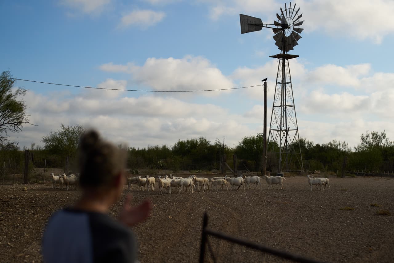Laura Allen vigila ovejas en su rancho en una zona donde el gobierno planea instalar una barrera vehicular, el viernes 25 de septiembre de 2026, en Comstock, Texas. (Foto AP/John Locher)