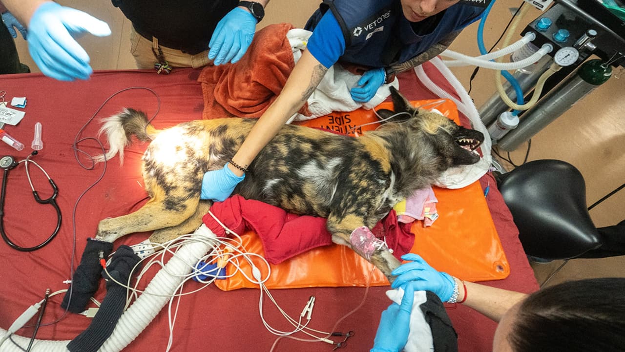 Los animales del Zoológico de Miami visitaron al dentista